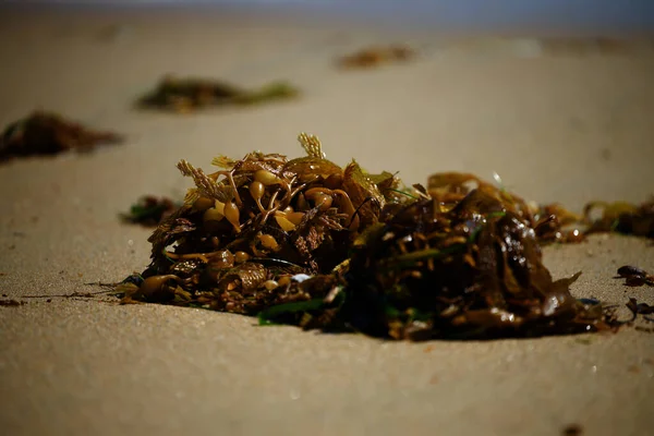 加利福尼亚州纽波特海滩沙滩上的海洋植物特写 — 图库照片