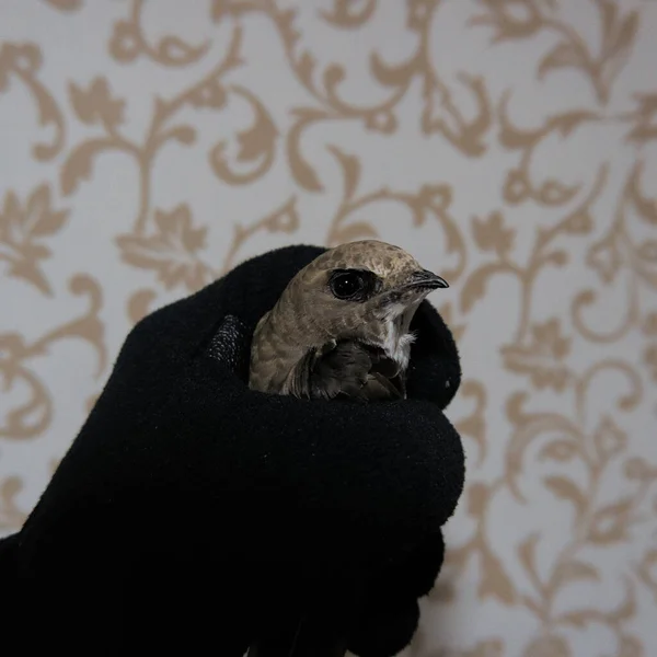 Close Shot Small Bird Man Hand — Stockfoto