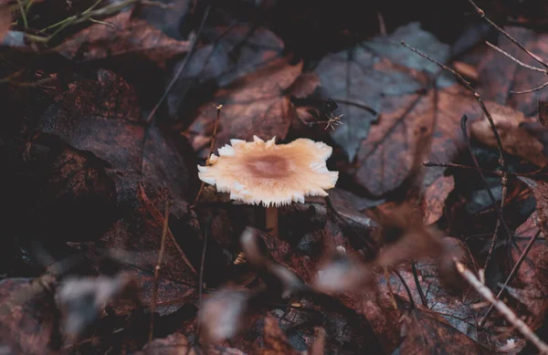Closeup White Wild Mushroom Forest Dark Brown Leaves — ストック写真