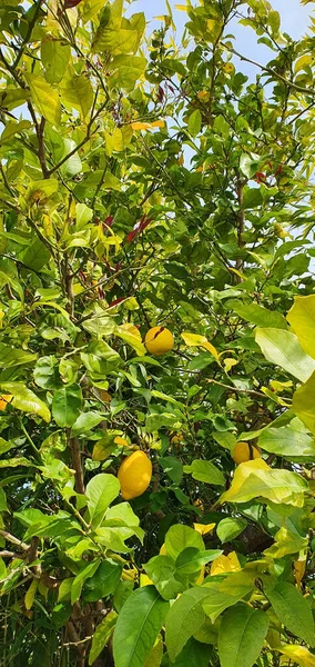 A vertical shot of vibrant yellow lemons growing outdoors surrounded by lush green leaves