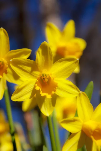 Çiçeklenmiş Sarı Nergis Çiçeklerine Yakın Çekim — Stok fotoğraf