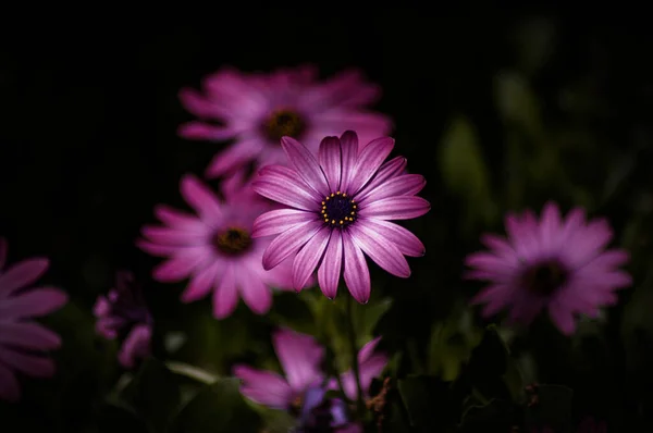 Las Hermosas Flores Rosadas Melbournes Planta Nativa Sobre Fondo Oscuro —  Fotos de Stock