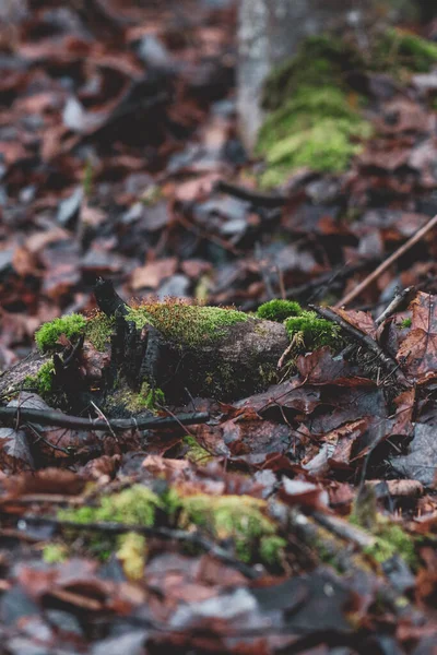 Vertical Closeup Green Mossy Wet Ground Dark Leaves — Foto de Stock