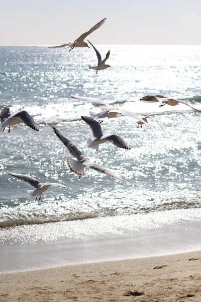 Vertical Shot Flock Seagulls Flying Sea — Stok fotoğraf