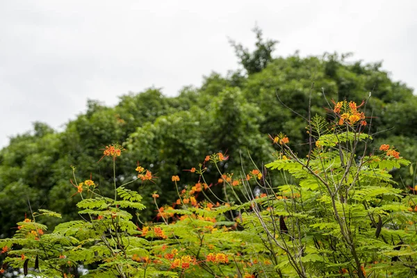 Scenic View Bright Flowers Park Blurred Background — Stock Fotó