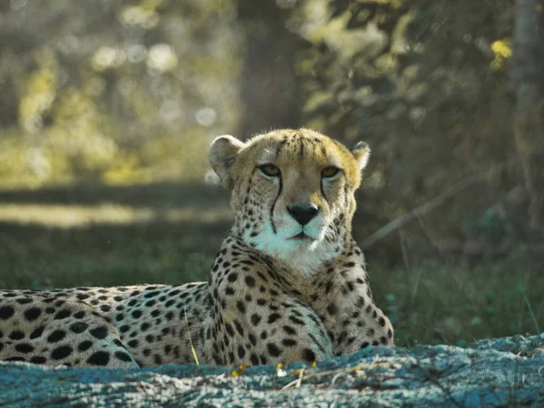 Scenic Shot Adorable Dangerous Cheetah Wild Cat Resting Kansas City — Foto Stock