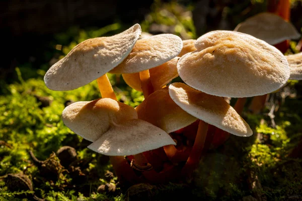 在一个阳光灿烂的夏天 花园里长着许多小蘑菇 — 图库照片