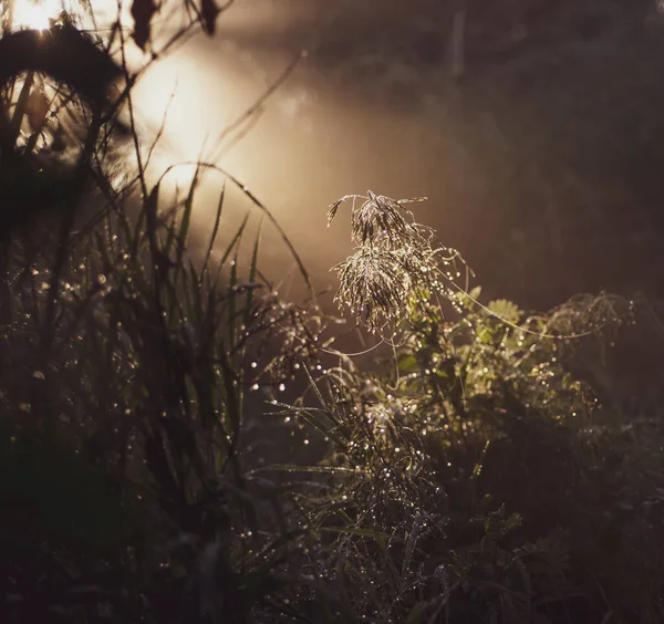 Beautiful View Early Morning Light Breaking Mist Foliage — ストック写真