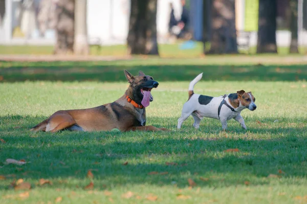 Two Dogs Playing Park Daylight Royalty Free Stock Images