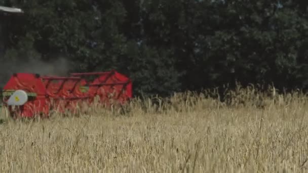 Red Haired Man Field Grass — Stock Video