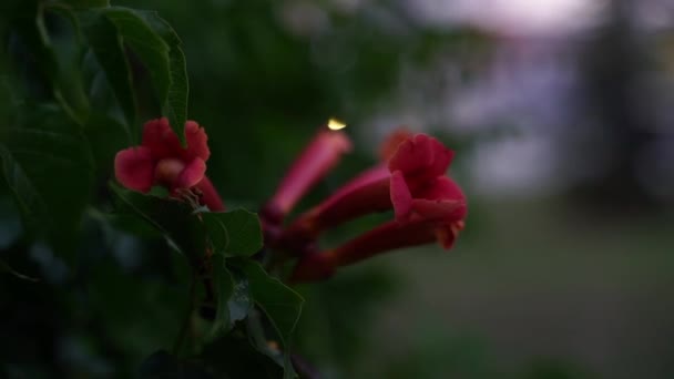 Schöne Rote Blume Garten — Stockvideo
