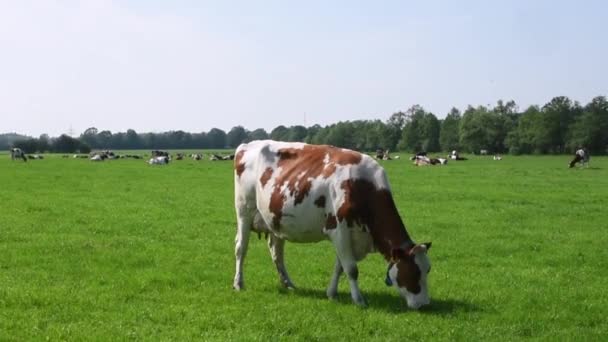 Scenic View Cows Grazing Countryside Landscape Nature Background — Stock Video