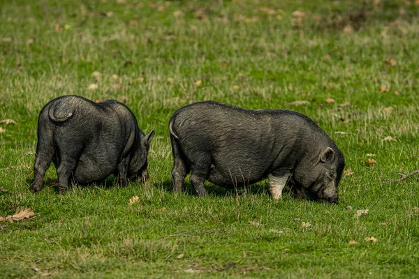 Ein Paar Schwarze Schweine Auf Der Futtersuche Auf Grünen Gräsern — Stockfoto