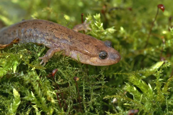 大人上の閉鎖ダスキーSalamander Desmognathus座っている緑の苔 — ストック写真