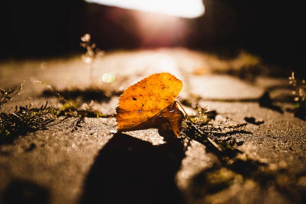 Vertical Shot Autumn Leaf Asphalt Sunshine Going — стоковое фото