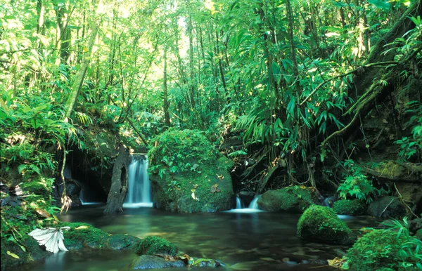 Ein Schöner Wasserfall Dominica Westindien Karibik — Stockfoto