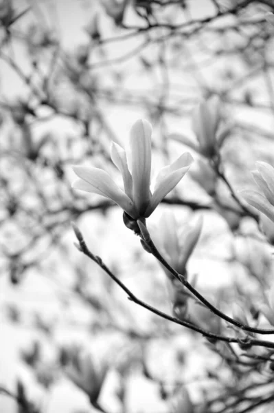 Vertikal Gråskala Skott Blommande Magnolia Blommor — Stockfoto