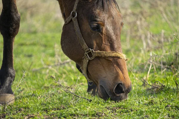 Kafasında Bir Yular Olan Kahverengi Bir Atın Yakın Plan Çekimi — Stok fotoğraf