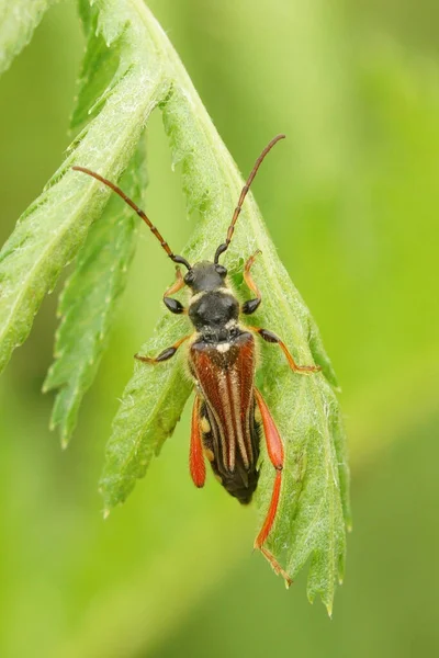 欧洲长角甲虫 手持绿叶 栖息在金丝雀上 — 图库照片