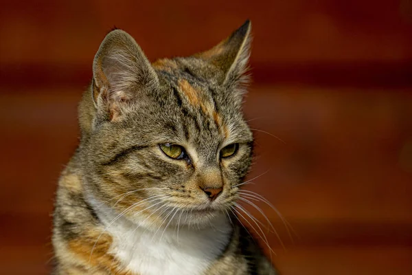 Egy Közelkép Egy Felnőtt Macskáról Amint Valami Homályos Háttérrel Néz — Stock Fotó
