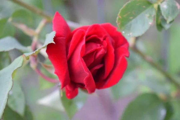 庭に赤いバラの選択的なフォーカスショット — ストック写真