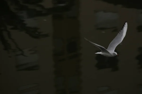 Selektiver Fokus Einer Fliegenden Möwe Vor Dunklem Hintergrund — Stockfoto