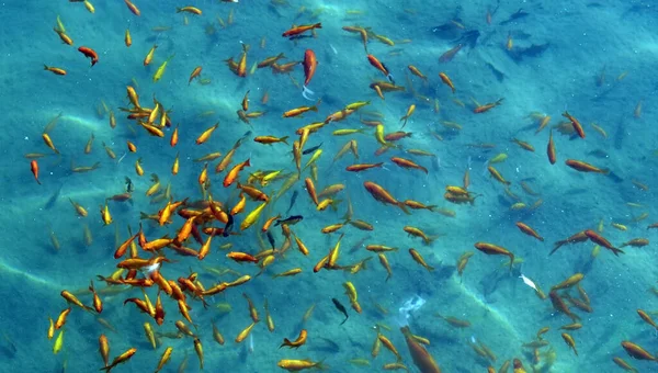 金魚の群れが水中で泳いでいる — ストック写真