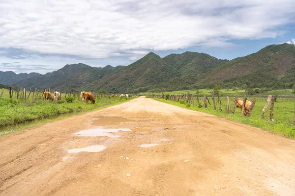 Eine Herde Kühe Auf Dem Feld Einem Sonnigen Tag Mascota — Stockfoto