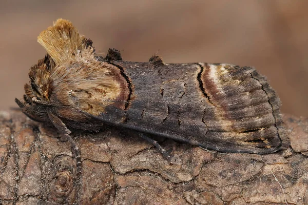 Lateral Closeup Dark Spectacle Moth Abrostola Triplasia Piece Wood — Stock Photo, Image