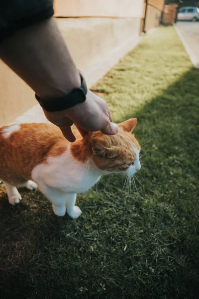 Vertical Shot Man Hand Caresses Small White Ginger Cute Cat — Stock Photo, Image