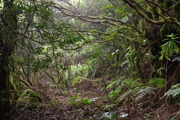 Una Vista Panorámica Del Bosque Laurel Tenerife Islas Canarias — Foto de Stock