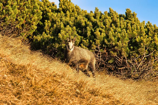 Eine Landschaftliche Aufnahme Einer Ziegenantilope Die Den Bergen Weidet — Stockfoto