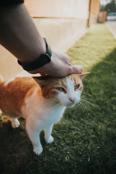 一个男人的手的垂直镜头爱抚一只小白脸 小红脸可爱的猫 — 图库照片