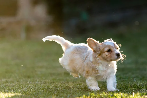 太陽の光の下で公園を走る愛らしいビーグル子犬の肖像画 — ストック写真