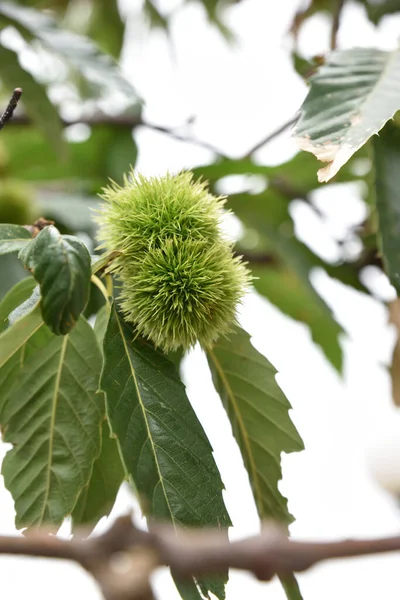 Vertical Shot Green Chestnut Curls Tree — Stock Photo, Image