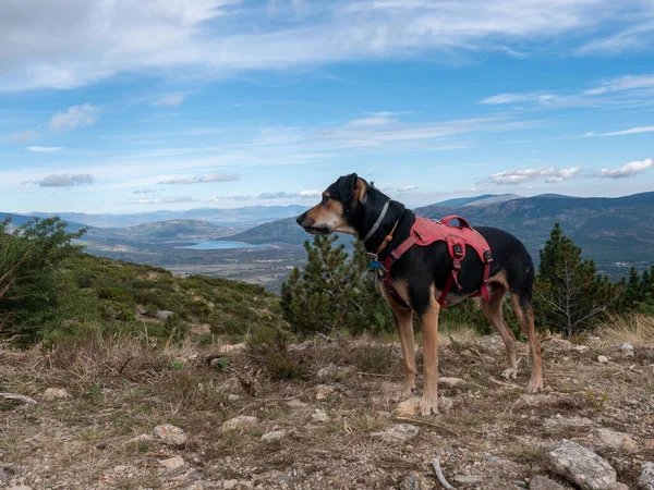 Een Close Shot Van Een Diensthond Een Veld — Stockfoto