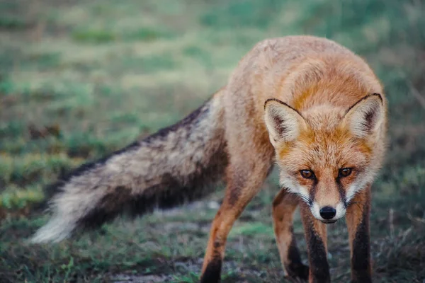在森林里看到一只美丽的毛茸茸的狐狸 — 图库照片