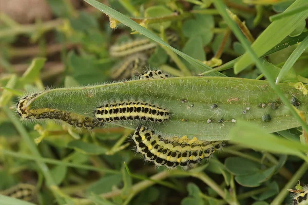 6つのスポットの巣の蛾の毛虫 Zygaena Filipendulae 植物への餌やり — ストック写真