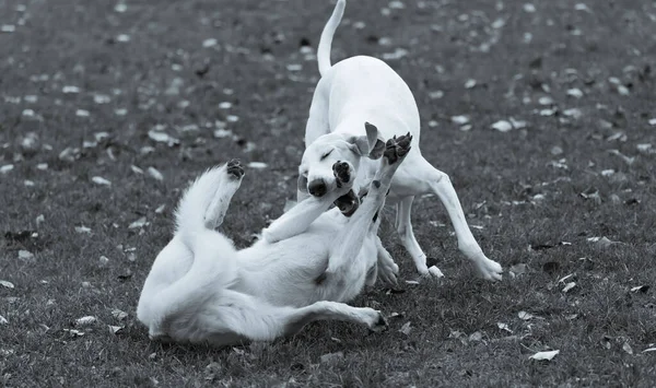 Grayscale Shot Porcelaine Hound Swiss White Shepherd Dogs Playing Meadow — ストック写真