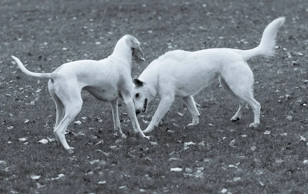Grayscale Shot Porcelaine Hound Swiss White Shepherd Dogs Playing Meadow — стоковое фото