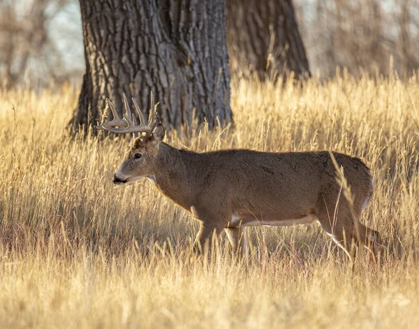 Mâle Adulte Mâle Mâle Mâle Cerf Virginie Marchant Dans Herbe — Photo