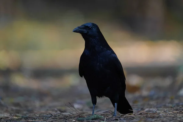 暗い背景を背景に公園の地面に黒いカラスの屋外のクローズアップショット — ストック写真