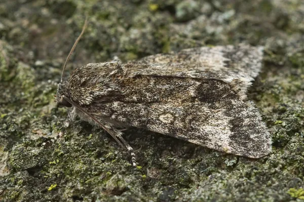 Closeup Poplar Grey Owlet Moth Subacronicta Megacephala Sentado Pedaço Madeira — Fotografia de Stock