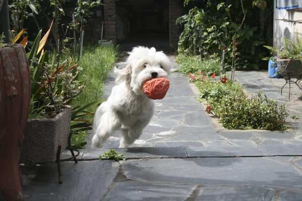Симпатичная Белая Собака Бежит Мячом Рту — стоковое фото