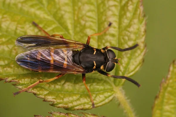 Primer Plano Dorsal Bombardero Temnostoma Una Mosca Que Imita Una —  Fotos de Stock