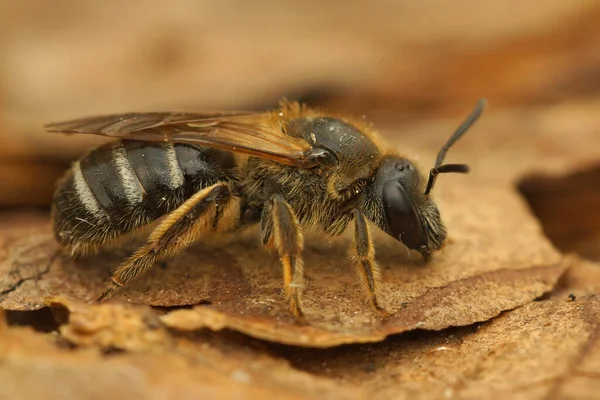 Closeup Detalhada Uma Fêmea Bull Cabeça Sulco Abelha Lasioglossum Zonulum — Fotografia de Stock