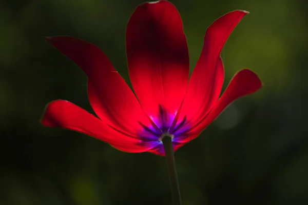 背景がぼやけている赤と紫の花の閉鎖 — ストック写真