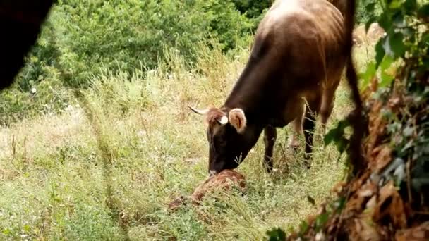 Une Vache Dans Champ — Video