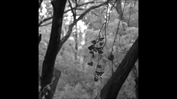 Schwarz Weiß Foto Eines Jungen Baumes Der Natur — Stockvideo