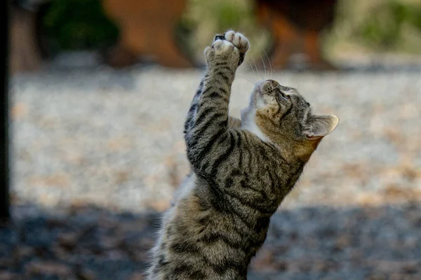 Tiro Perto Gato Chão — Fotografia de Stock